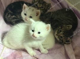 Kitties for sale