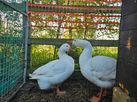 Embden geese pair