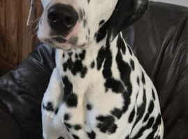 KC Dalmatian for Stud