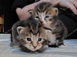 Luxury perdoll kittens