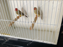 Star finches