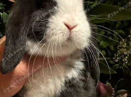 Pure bred mini lops