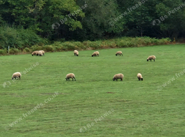 Suffolk weather lambs.
