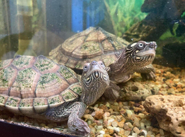 Map Turtles For Sale