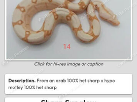 Sharp sunglow boa