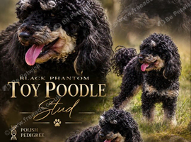 Black phantom toy poodle for stud