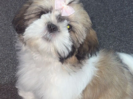 shih tzu