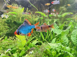 Green Tiger Barbs