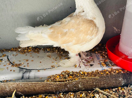 2 Fancy Pigeons