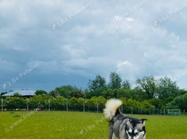 Husky female