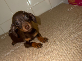 Miniature dachshund