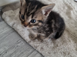 Kittens for sale