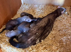Polecat cross ferrets