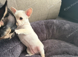 French bulldog x chihuahua puppies