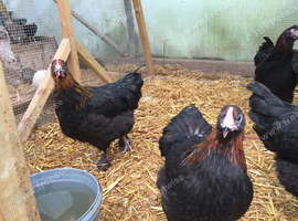 Black Copper Maran POL Avaialble