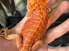 Bearded dragons from 150