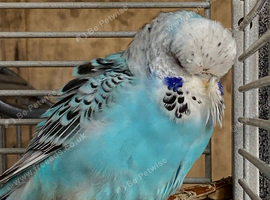 Exhibition Budgies