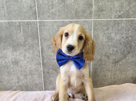 Superb cocker spaniel puppies