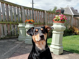 Australian kelpie/huntaway