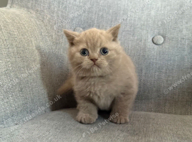 Female lilac kitten