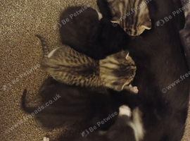 8 kittens