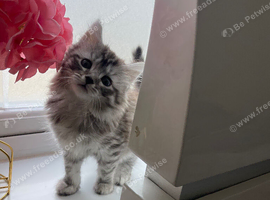 Kitten for sale