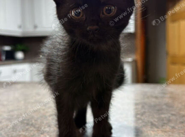 3 Adorable Black Kittens Just Turned 8 Weeks, Ready for Their New Home Today! (St Cyrus)