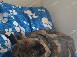 Cane corso crossed pocket bully