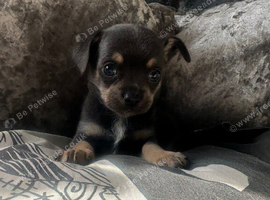 Blue and tan male chihuahua ready now