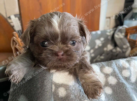 Imperial dobie shih tzu