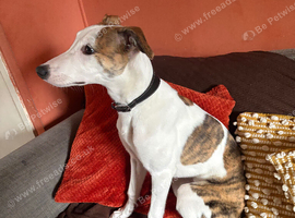 Lurcher bitch pup