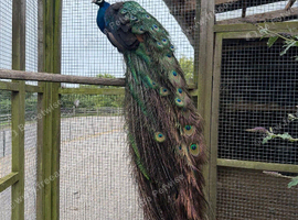 Beautiful Peacock for sale