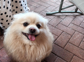 Pomeranian girl