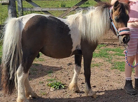 Mini shetland yearling colt