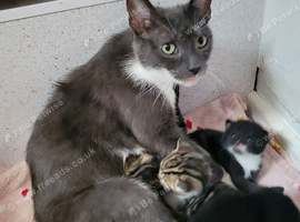 Beautiful cross mainecoon kittens