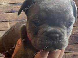 Gorgeous rare colour French Bulldogs.