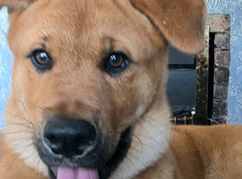 5 month old german cross