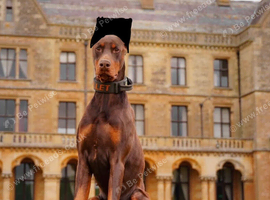 Trained Doberman