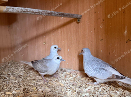 3 diamond doves