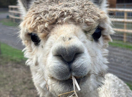 3 Female Alpacas