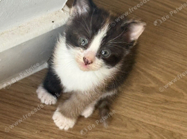 2 female kittens ready to go on the 27th September