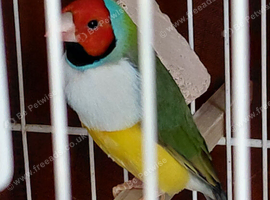 Stunning Male Gouldian