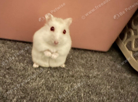 Dwarf hamster with full set up cage etc