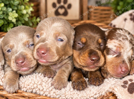 Stunning miniature Dachshunds