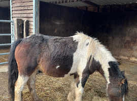 Coloured gelding 11hh