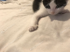 1 girl looking for a loving forever home  easy going wel handled kittens
