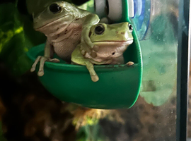 2x female whites tree frogs