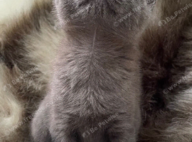 Bsh mix