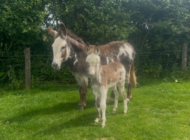 Donkey Jenny and foal at foot