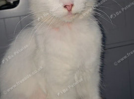 White cat